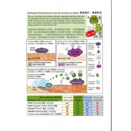 JointOK+ Premium - Collagen Peptides - 11.7g x 15 sachets ( Strong Bone, Tendons ligaments)